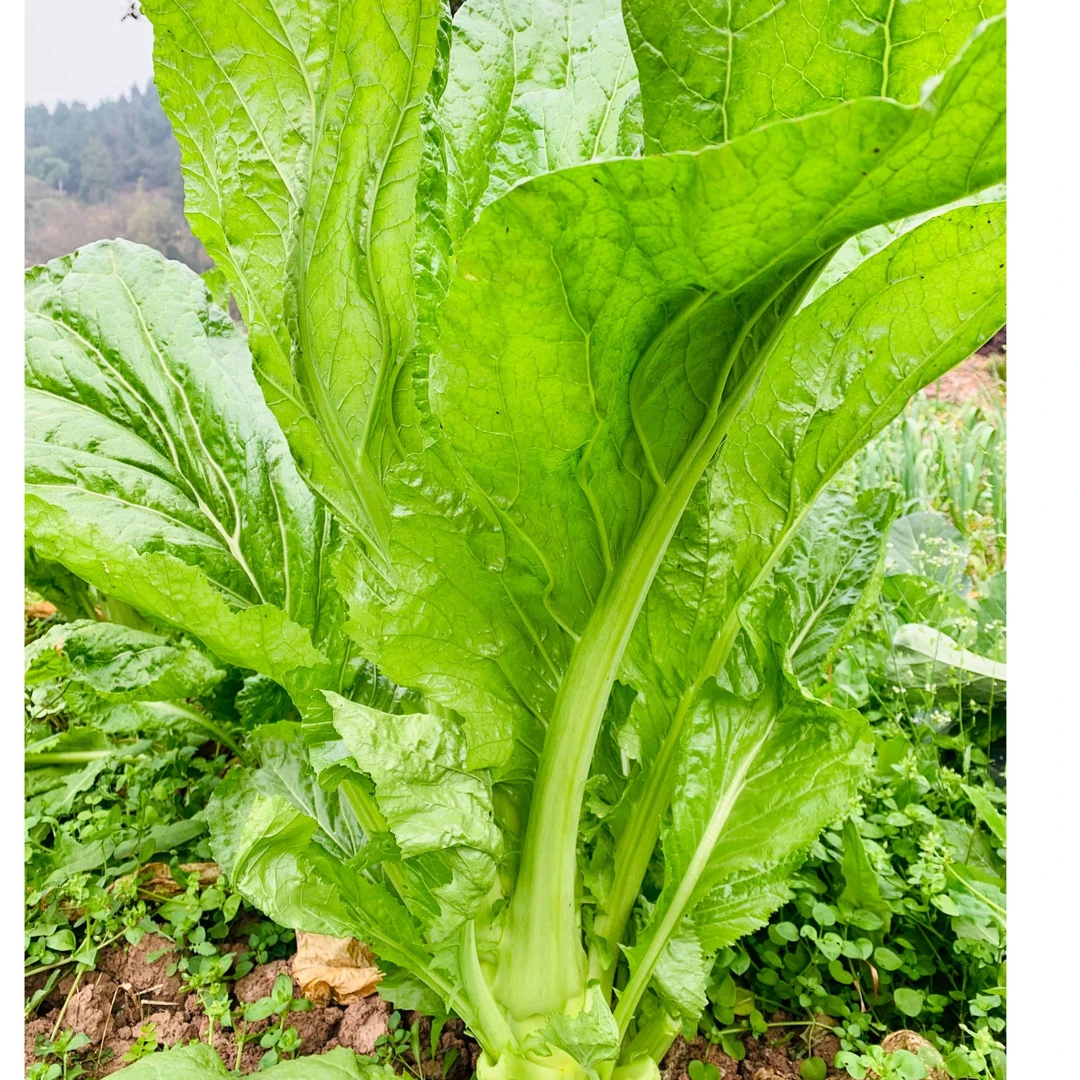 四川农家青菜适合炖腊肉做泡菜
