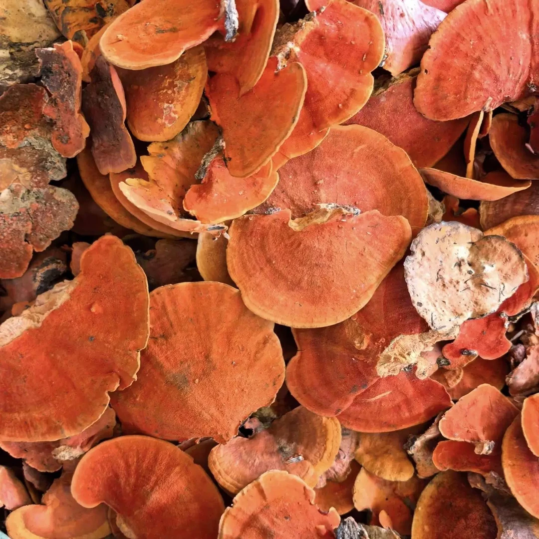 【陈博士高山现收】精挑高原山野 万芝之首 牛樟芝(护杆之首)