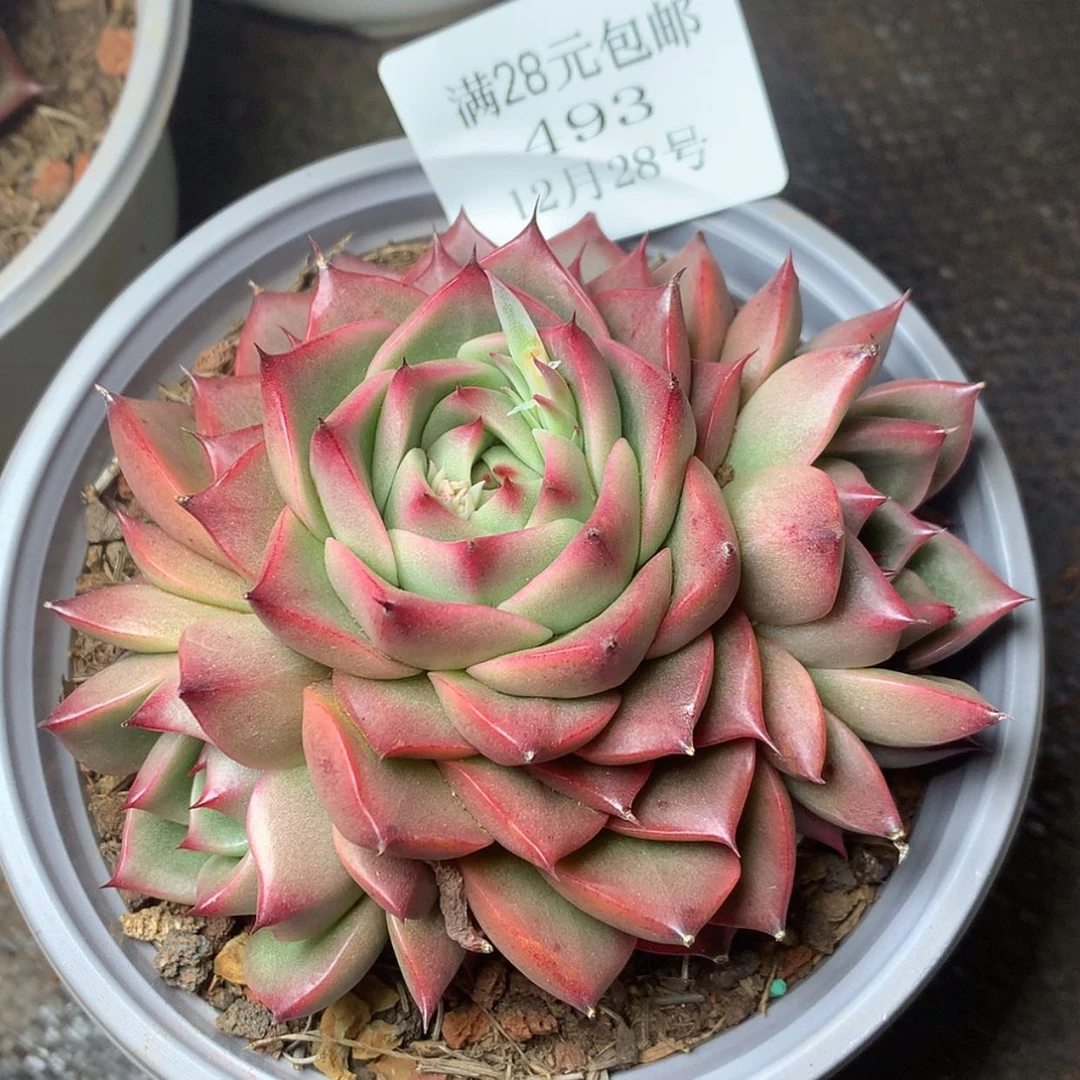 【闪购商品】云493