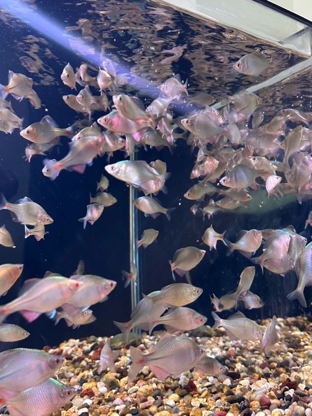 高体鳑鲏观赏鱼6-7cm 10条送2条备损