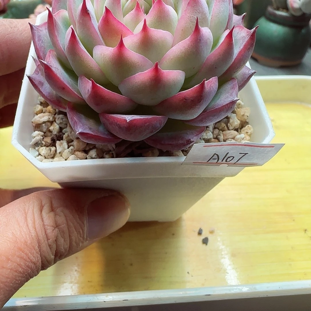 小暖萌友会福利A107