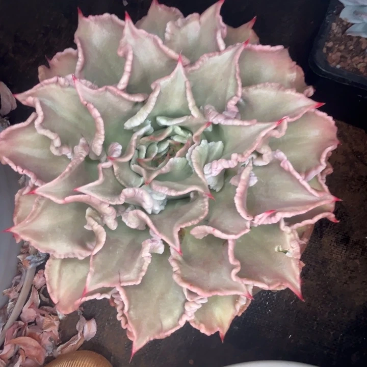 依***光饺子皮，一物一拍，寄养
