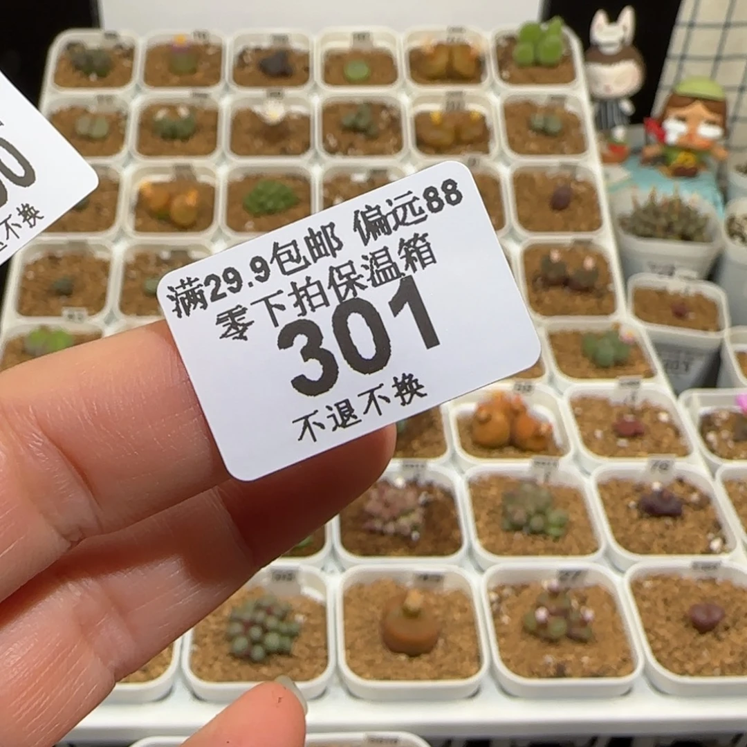 用***5肉锥多肉植物组合-301