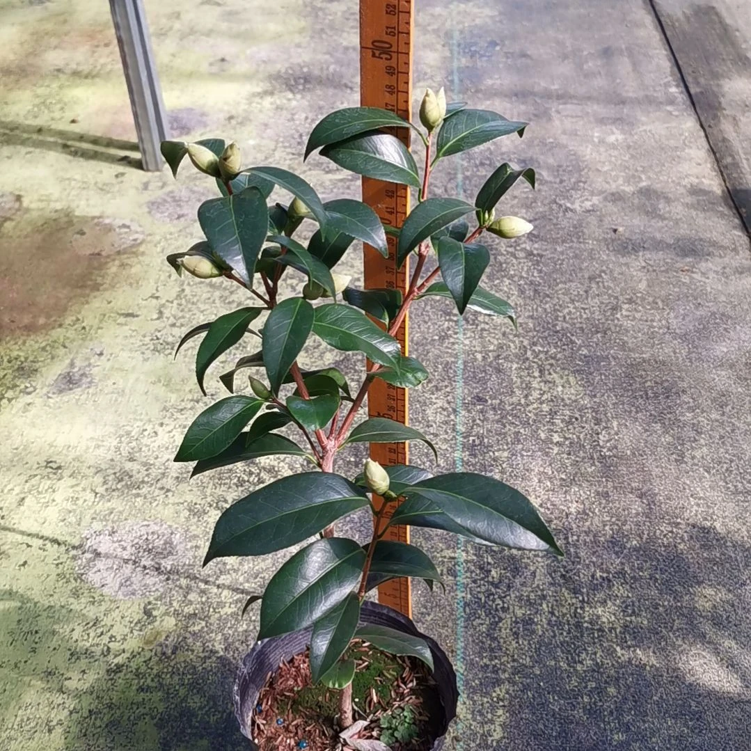 大量花朵（建议范围：8朵-15朵 或40%以上）斑纽扣