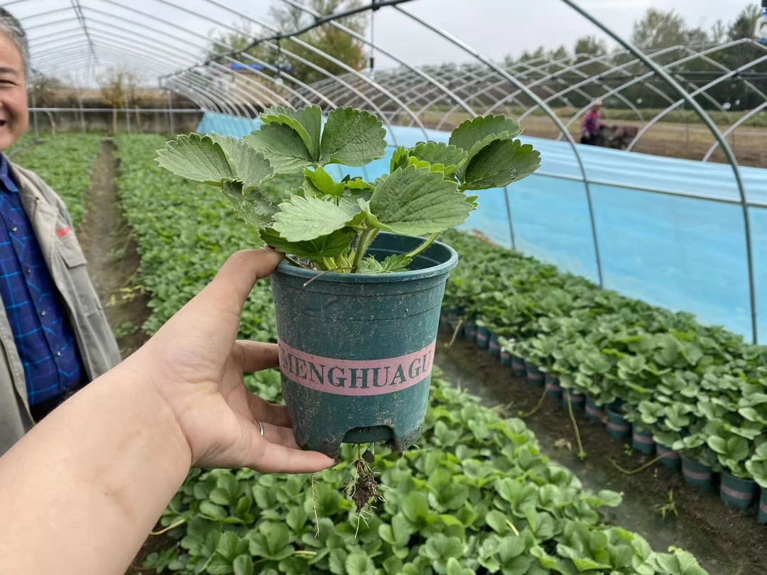 冬季盆栽奶油大草莓种籽四季种子白苗带土食用秧红颜种苗盆栽地栽