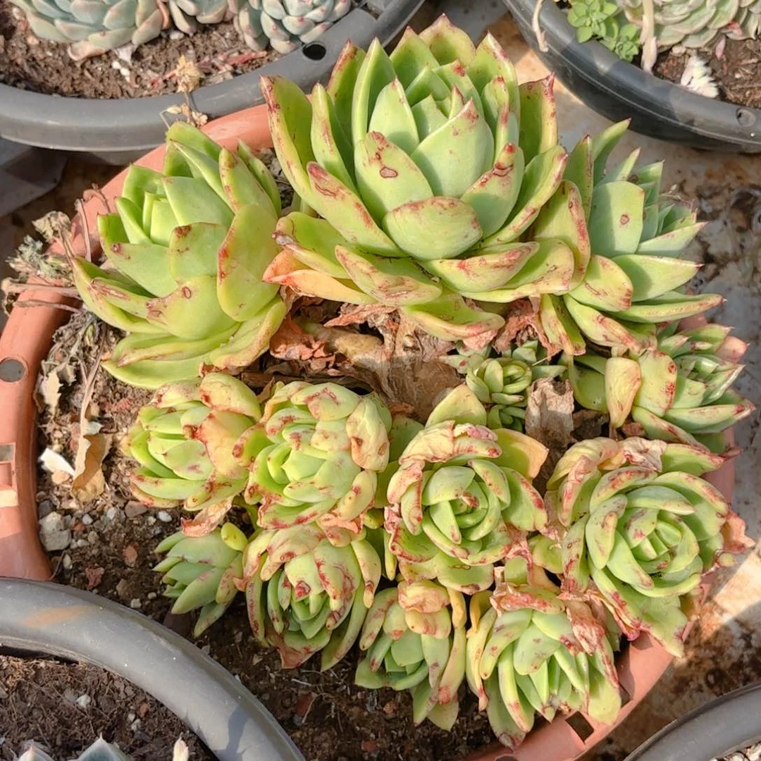 狮子王。   18。