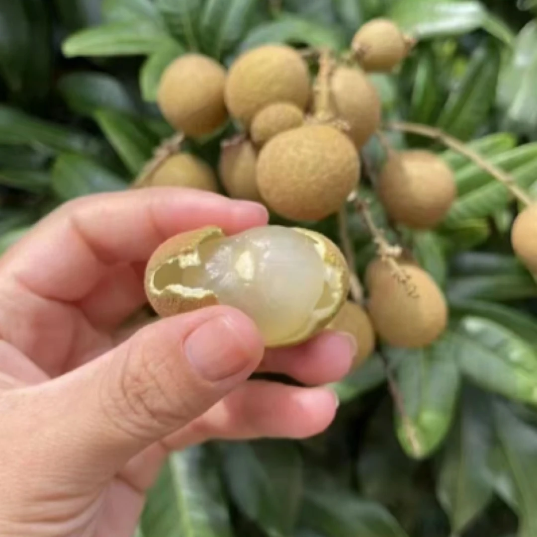 广东高州储良龙眼新鲜现摘现发清甜多汁肉厚饱满当季龙眼次日达