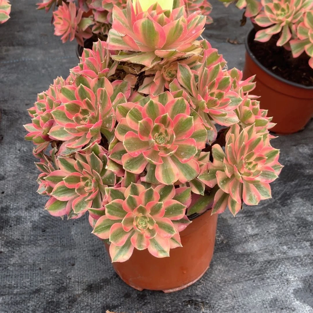 粉女巫老桩手捧8