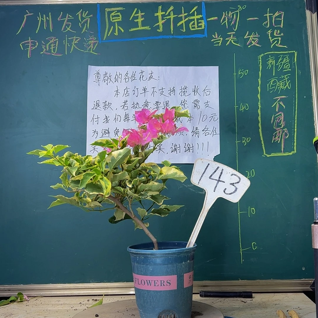 当前无花栽培后可以开花蜡染粉143