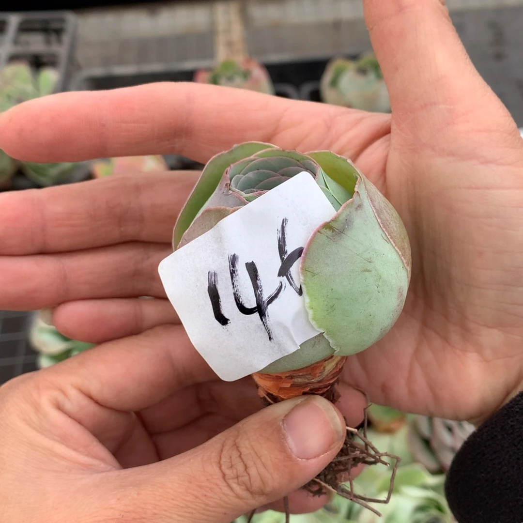 146紫帕包子老桩