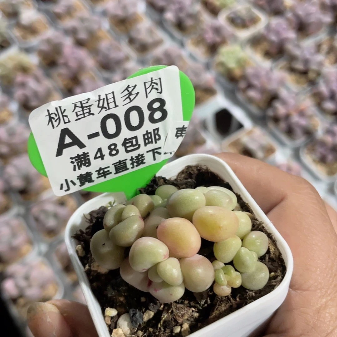 先锋派 脱土发货 冠服4