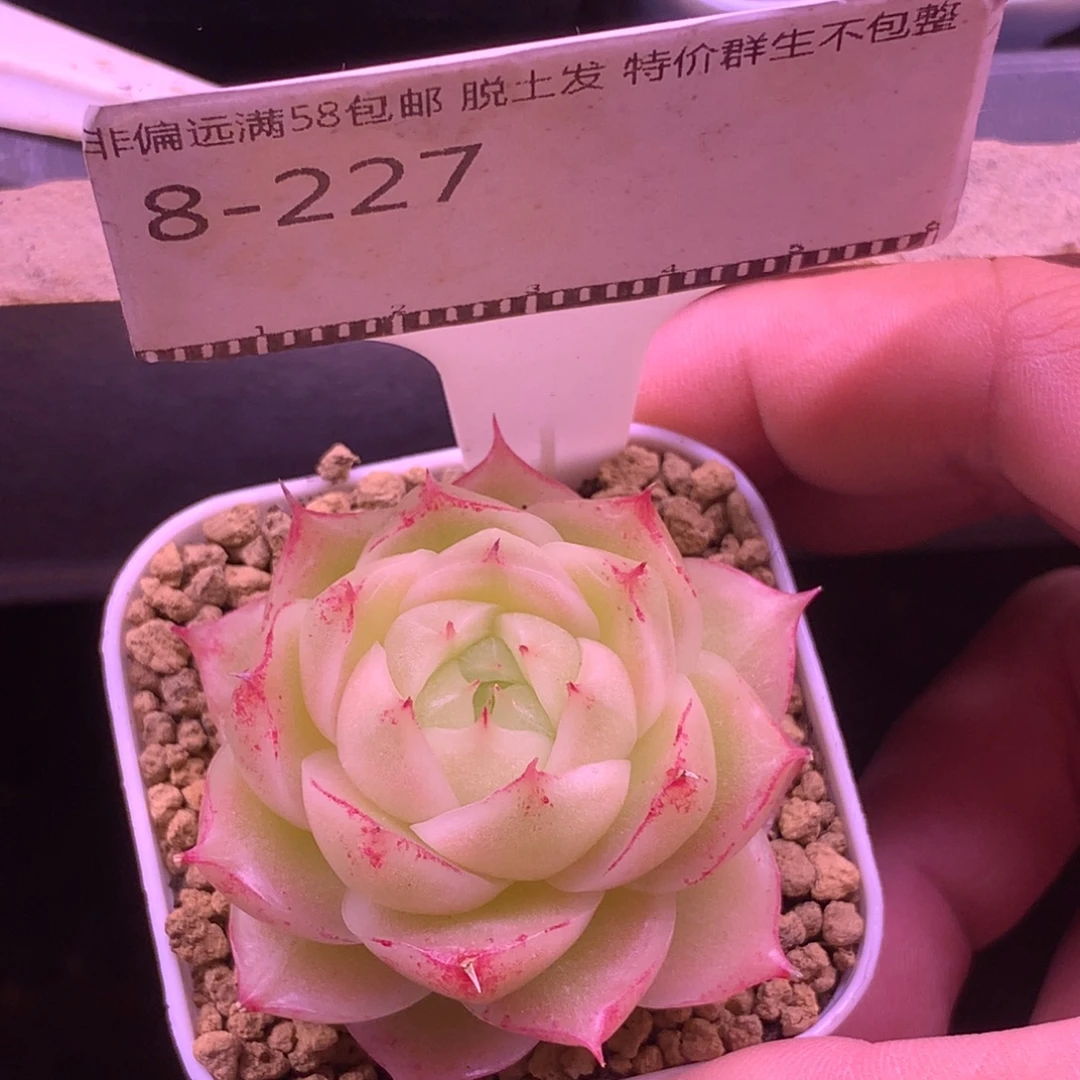 麦秆优选精品多肉58包邮