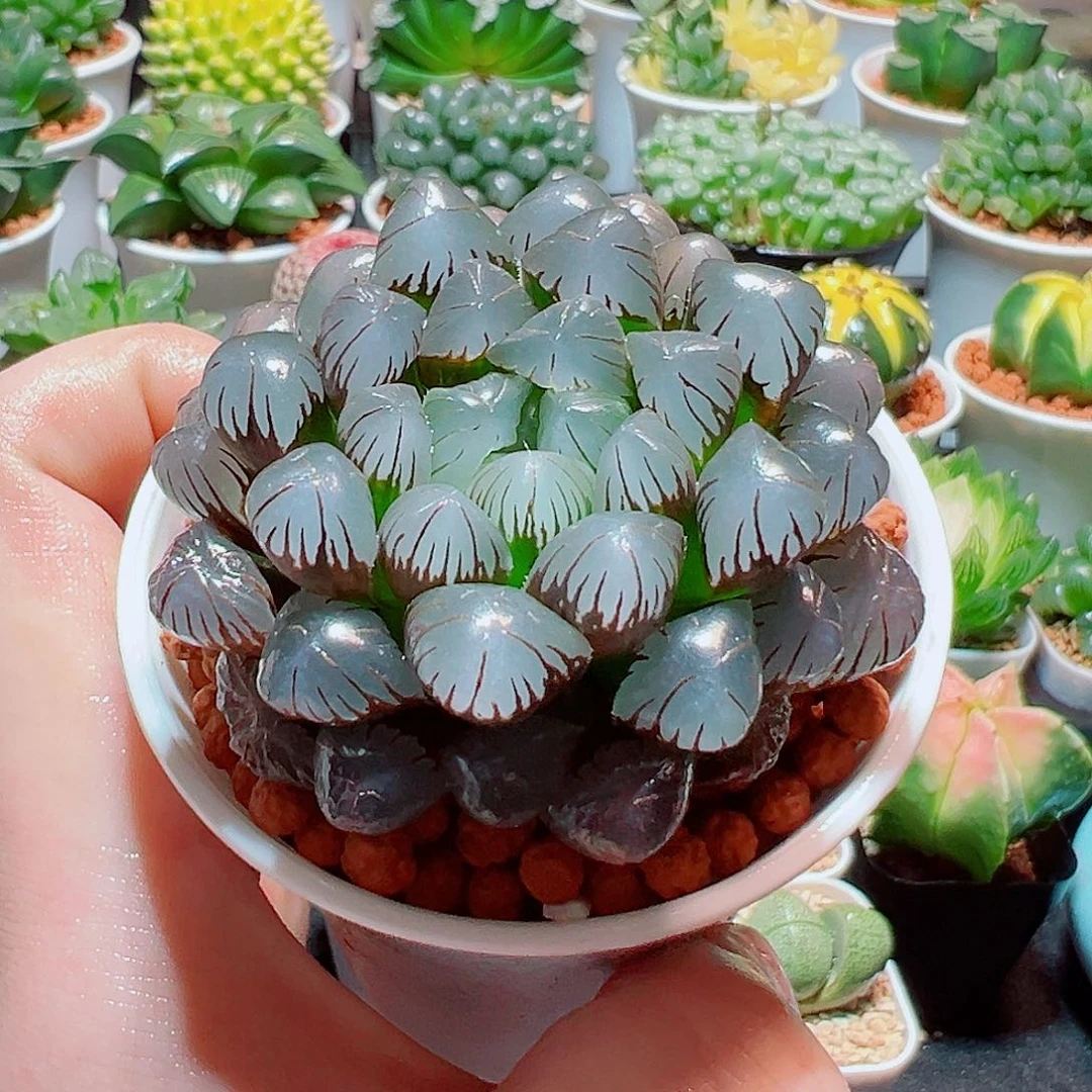 紫色冰灯玉露多肉多肉