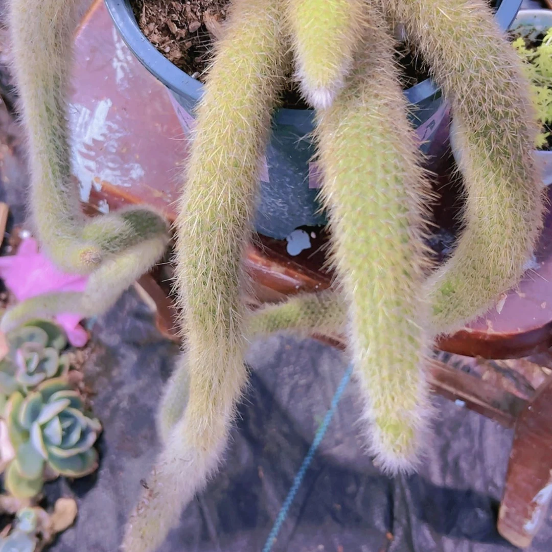 【闪购商品】大群无砍九尾狐瑕疵