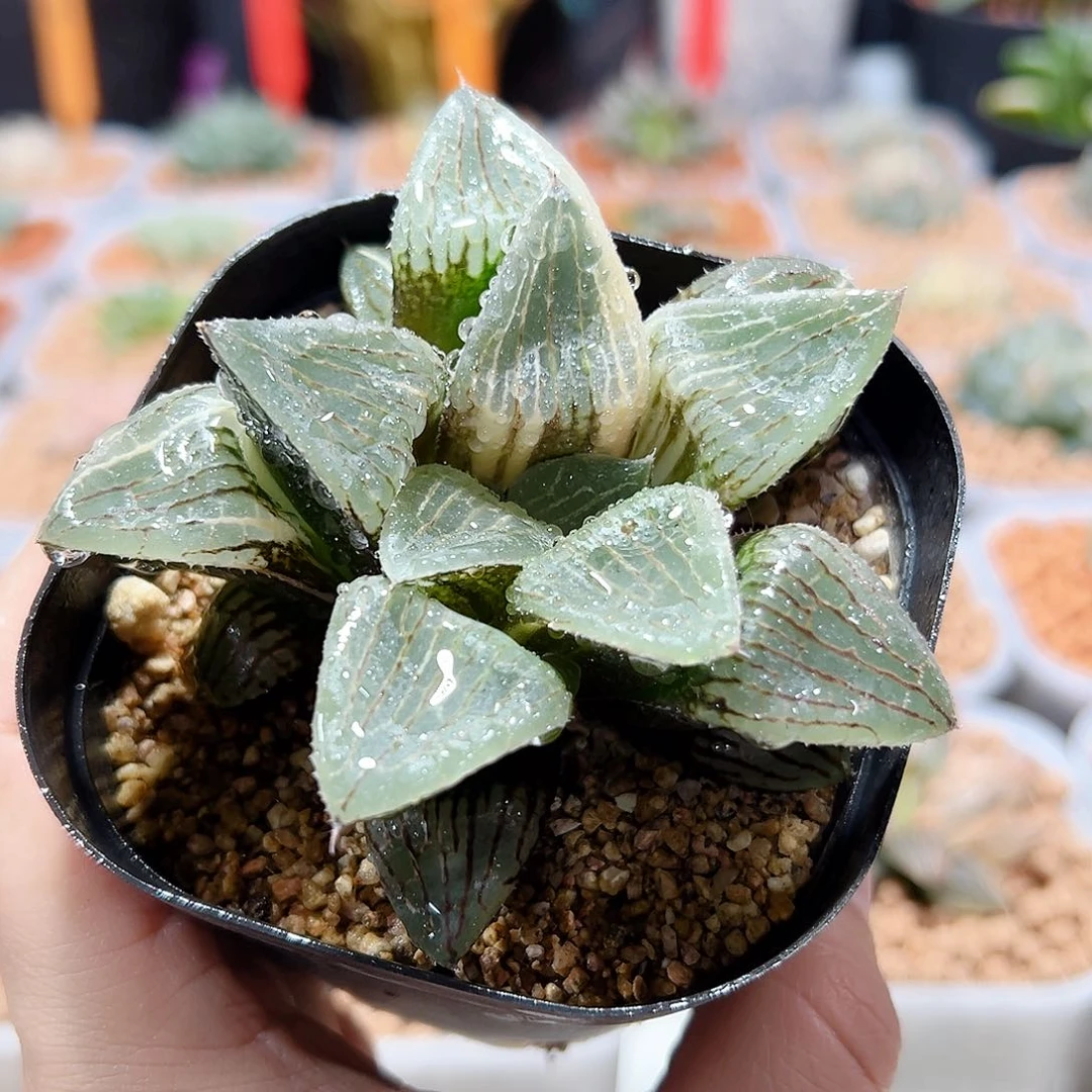 十二卷多肉实生锦