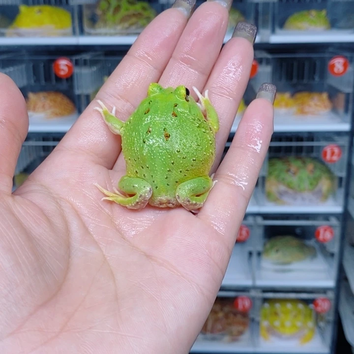 角蛙恭喜发财大吉大利