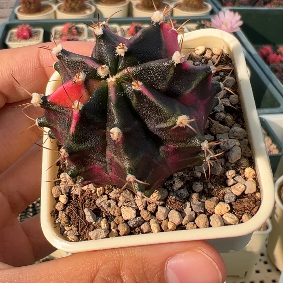597好看的米哈冲冲冲