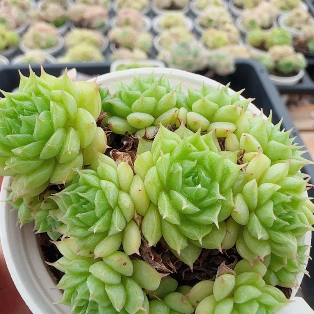 花语逸镜0601-109散