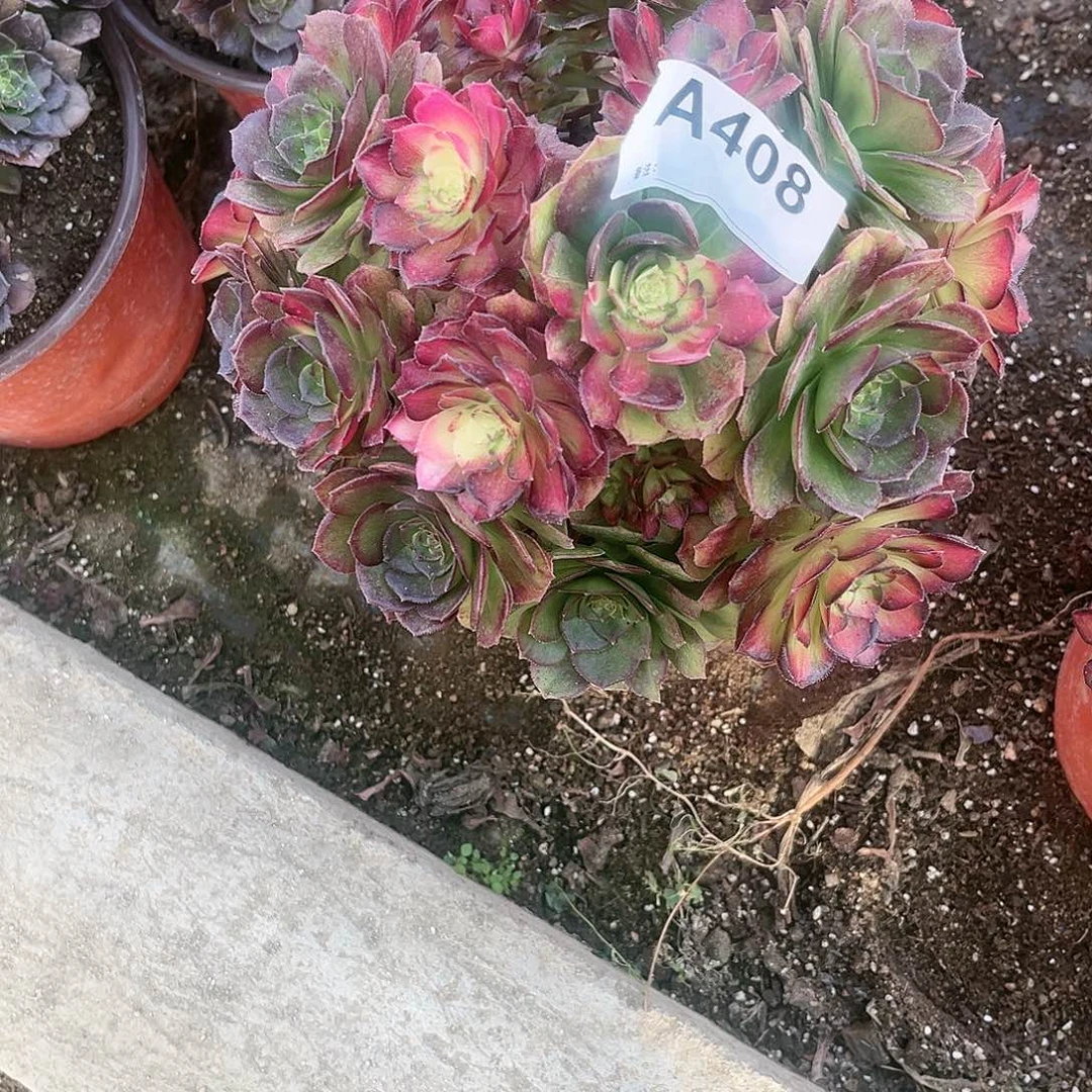 小*?海王七彩法师多肉锦