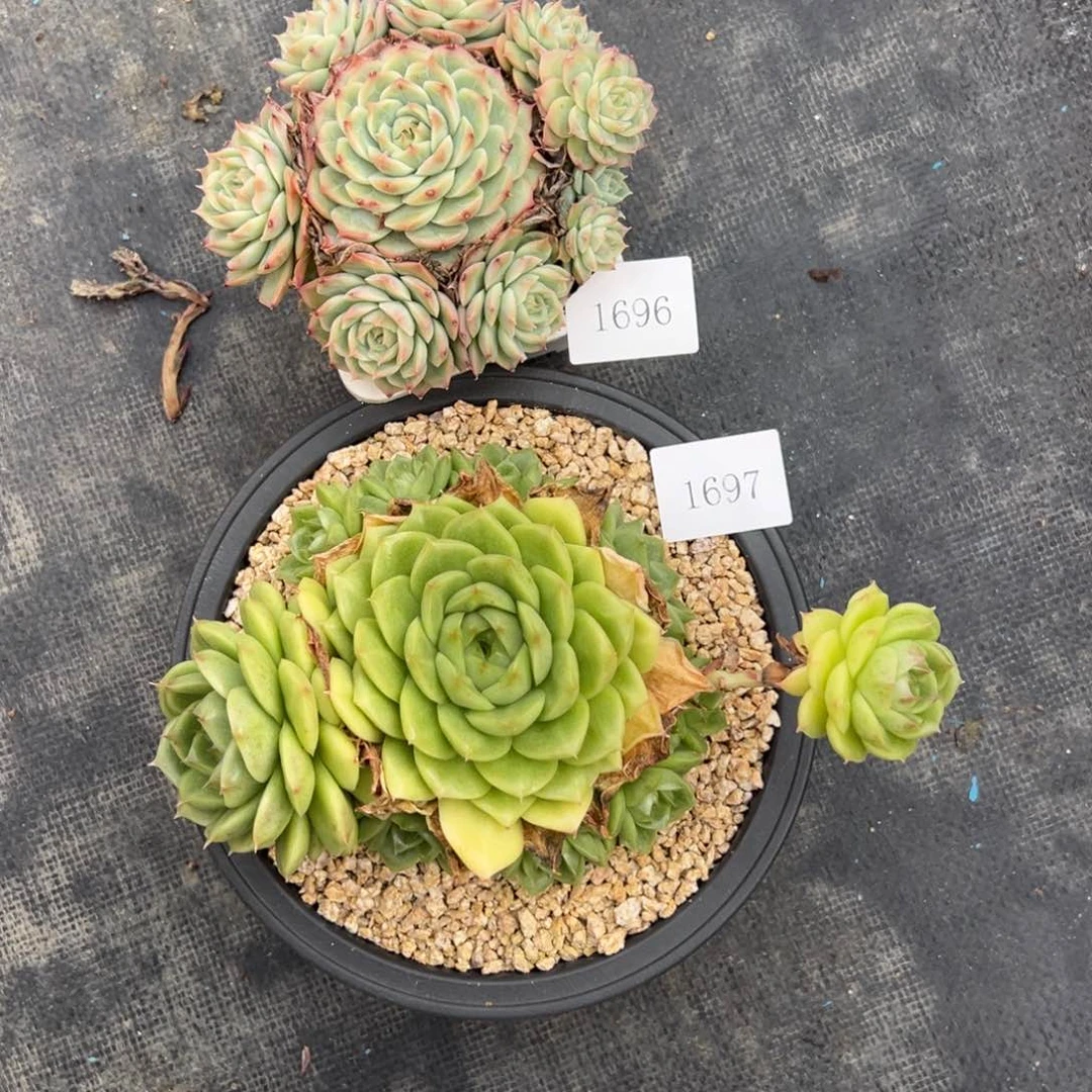 豆****哒1696 1697不包整肉肉肉肉肉肉