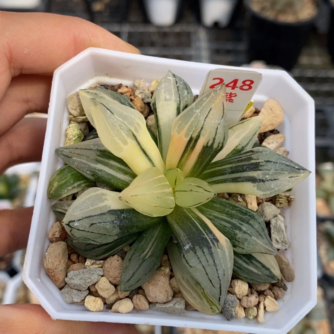 248号西瓜锦多肉植物