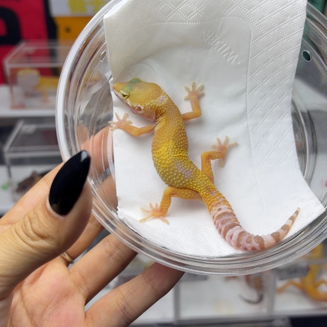 豹纹守宫川普阳光 母温 V075