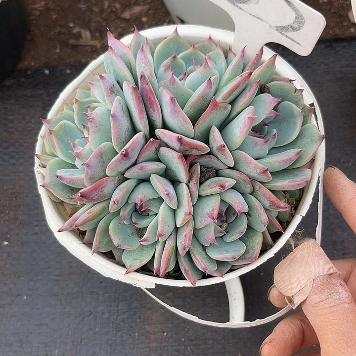 两单包邮，一物一拍22吉娃娃