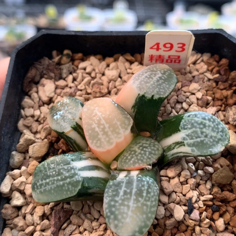 【闪购商品】493点点