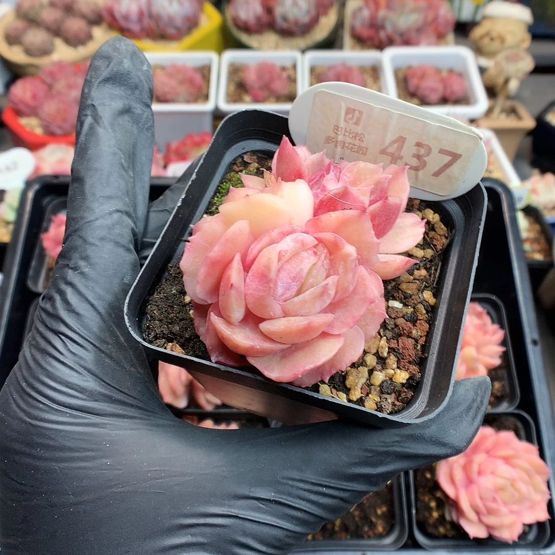 白*琛437 昂斯诺石化多肉