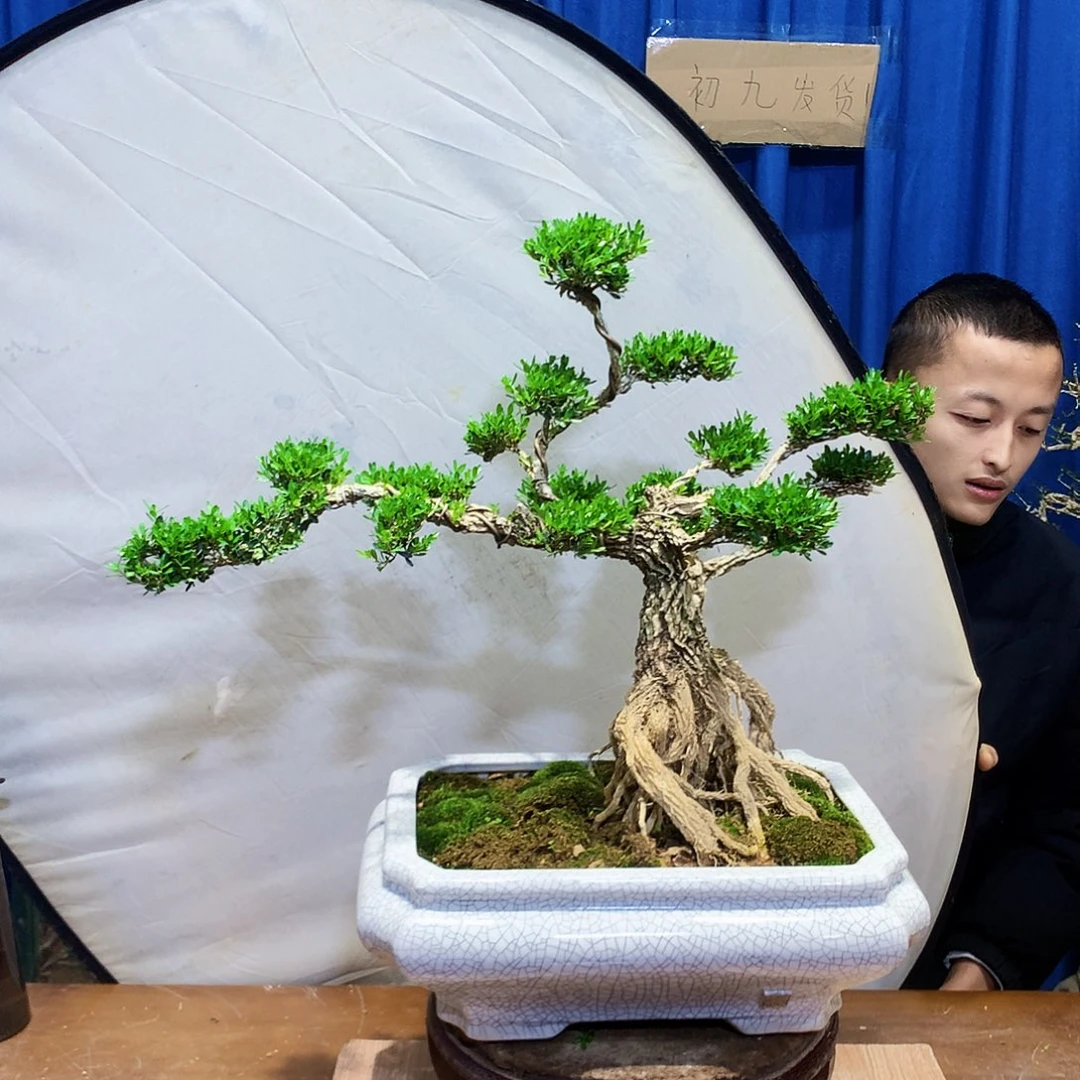 黄杨盆景一物一拍商****庄