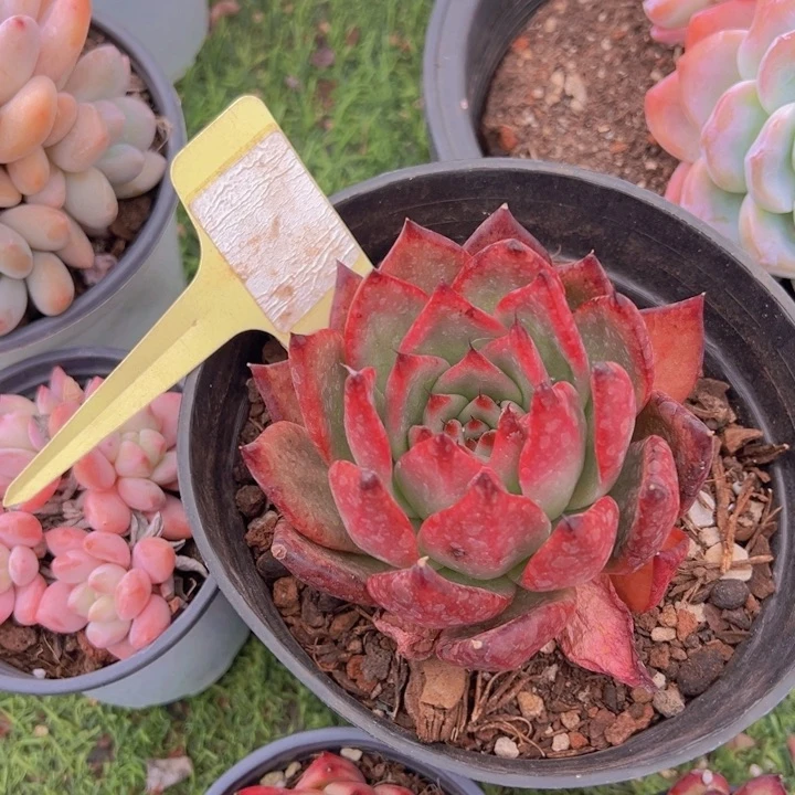 健健康康平平安安