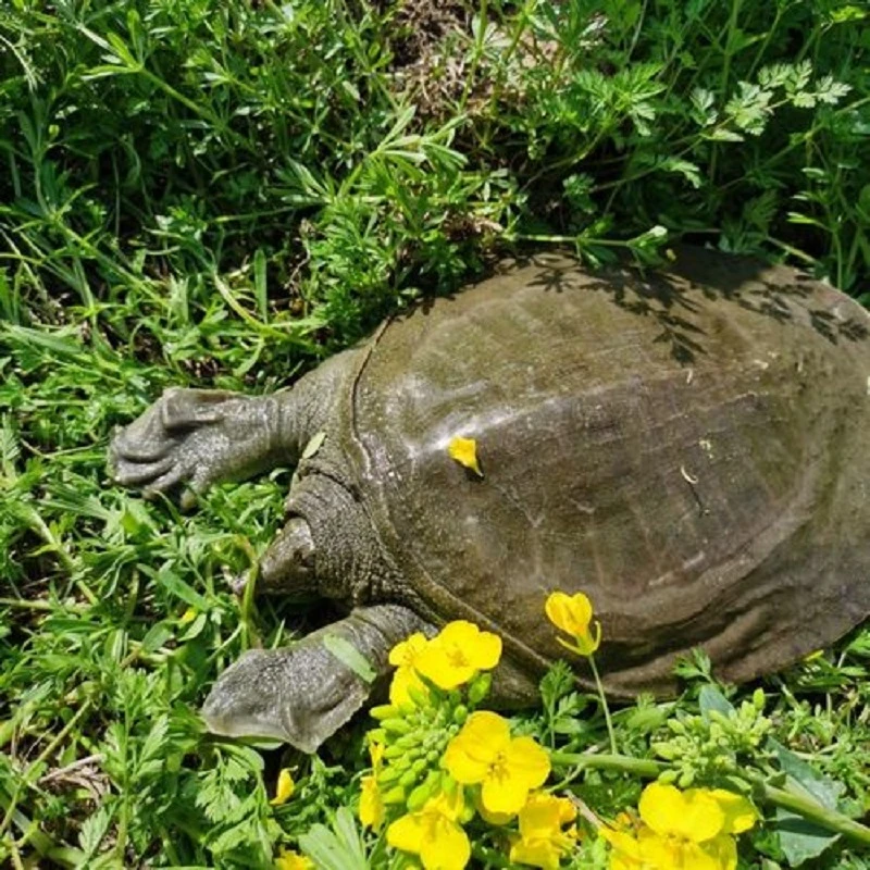 【养殖直发】（4只装）5-4斤顺丰包邮外塘甲鱼 鲜活甲鱼