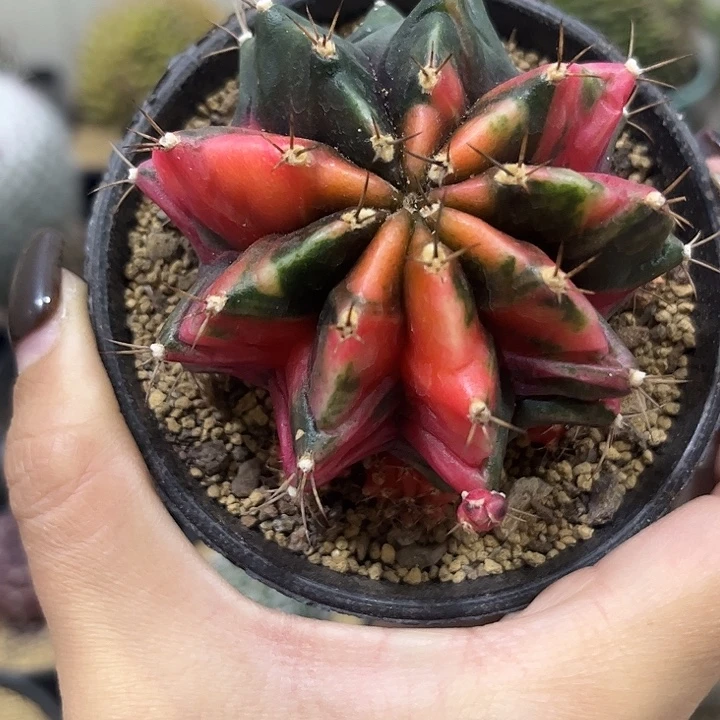 实生根散斑米哈锦