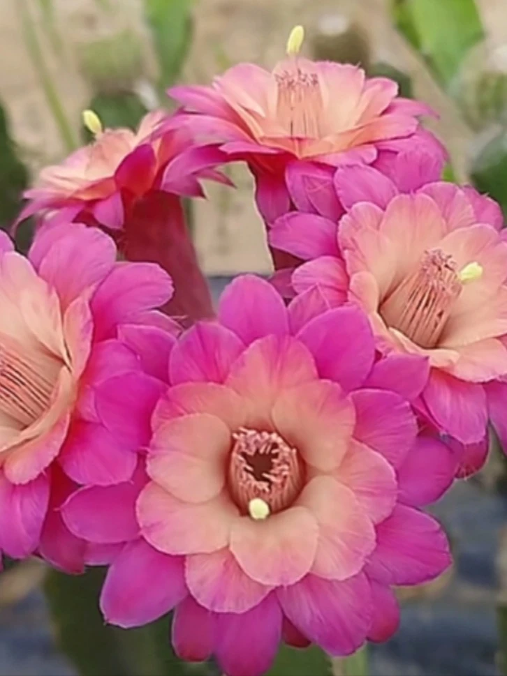 仙人球金妞蝴蝶兰多肉植物