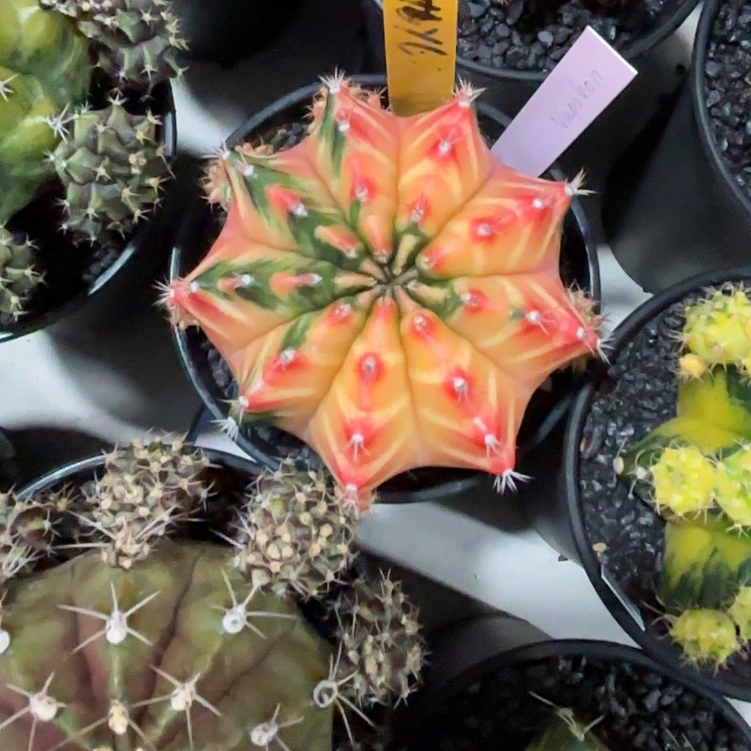 L***n6-1116泰国发货多肉