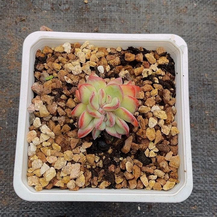 多肉植物泡芙朵朵