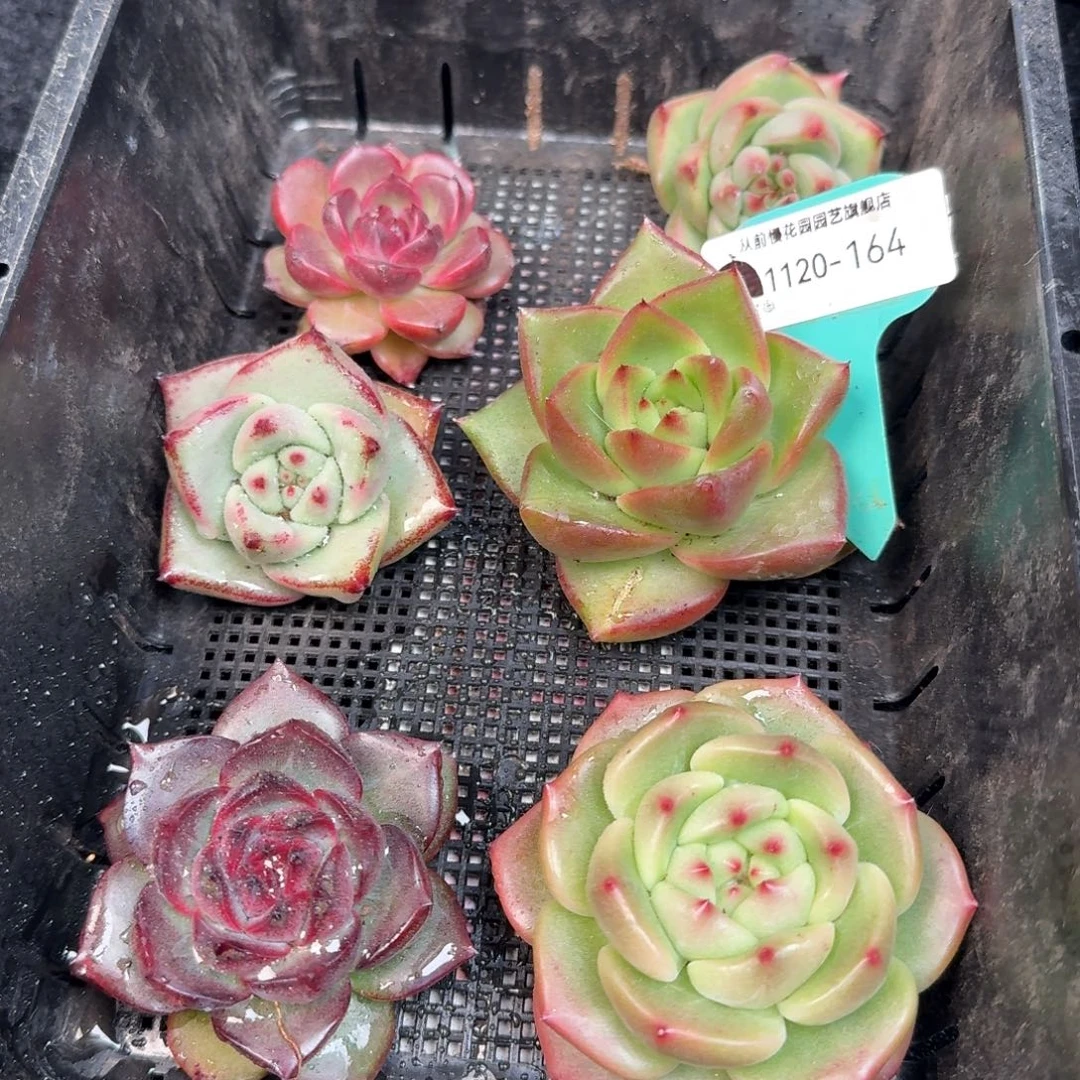 从前慢多肉精选编号1120.164