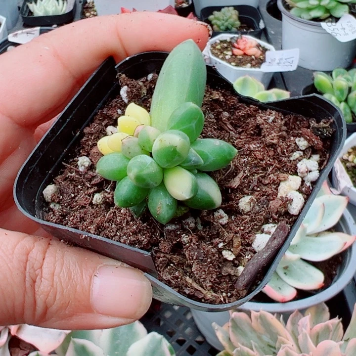 千代田锦多肉植物360