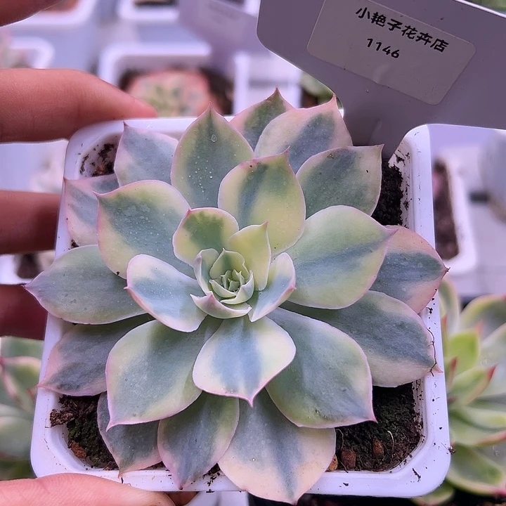 1146号pink锦多肉