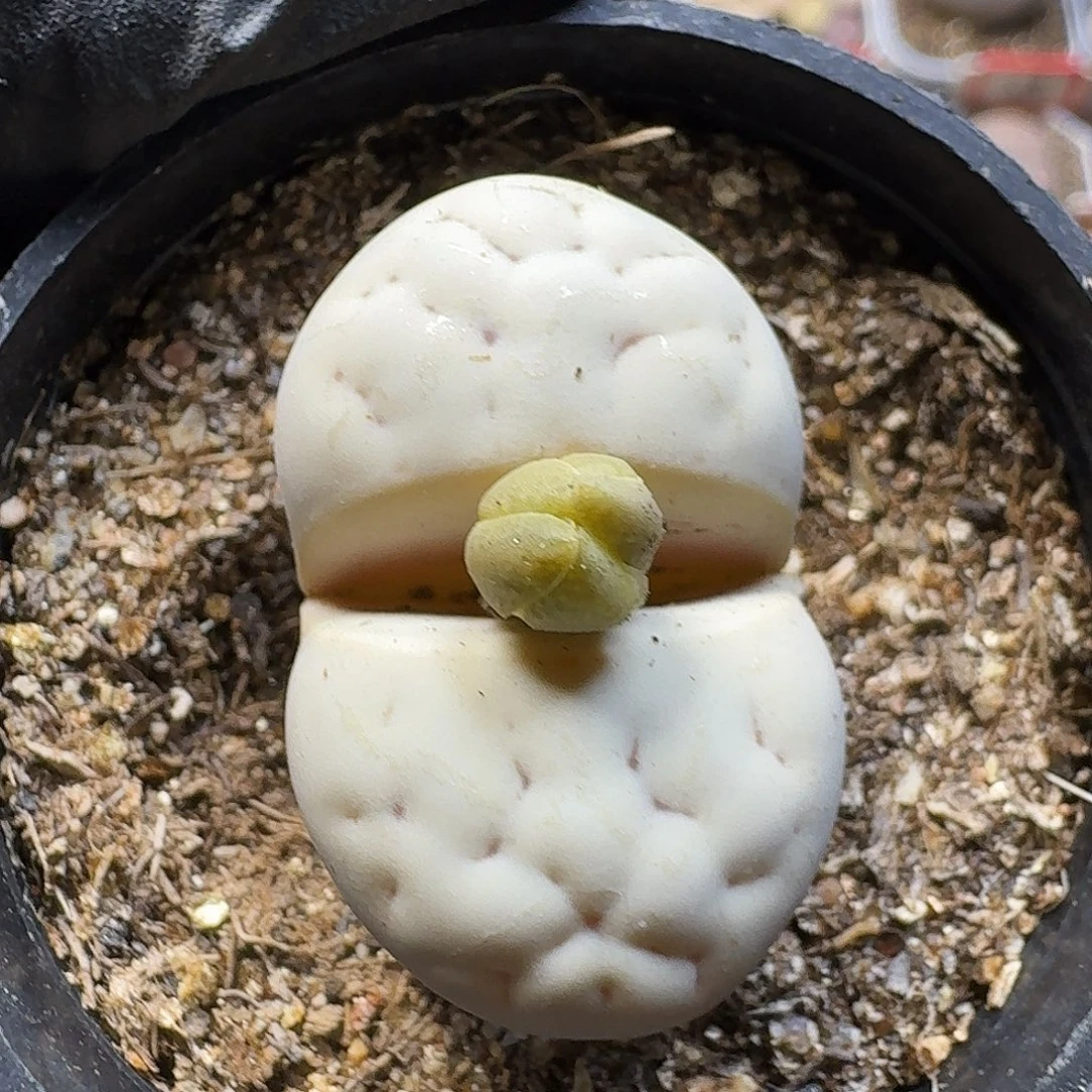 生石花22:：：：。  129