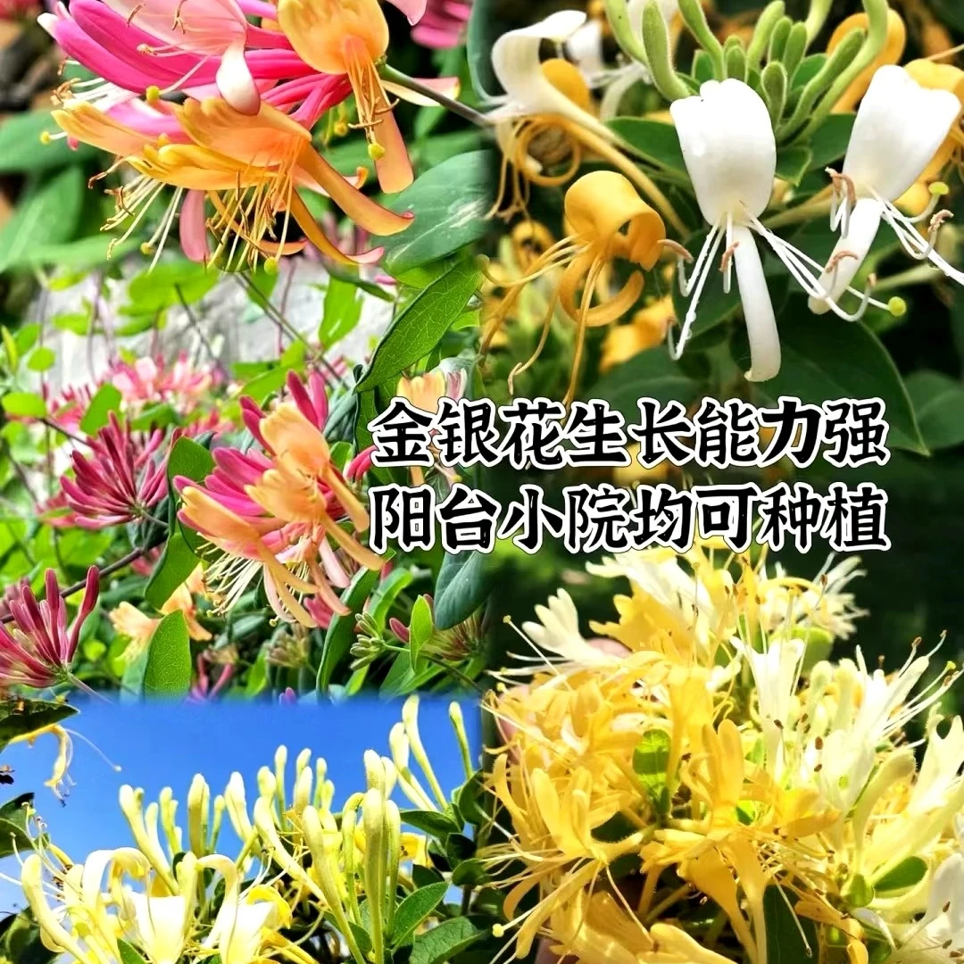 金银花树苗盆栽七彩金银花树苗盆栽地栽黄白金银花树苗四季开花