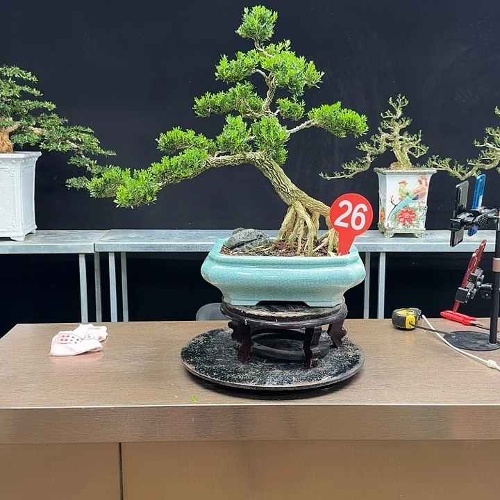 无花朵黄杨黄杨黄杨黄杨
