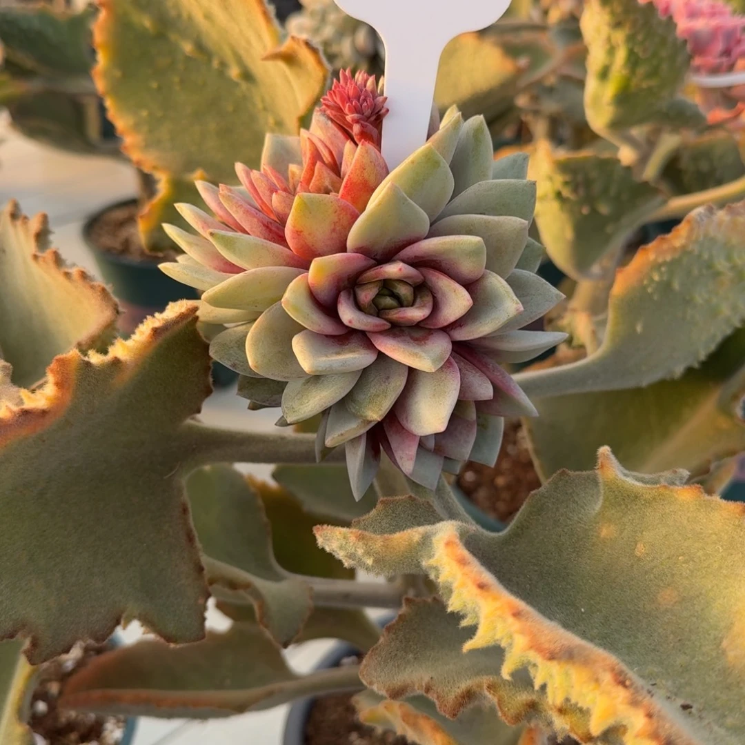 1215-15德国香槟缀化一颗