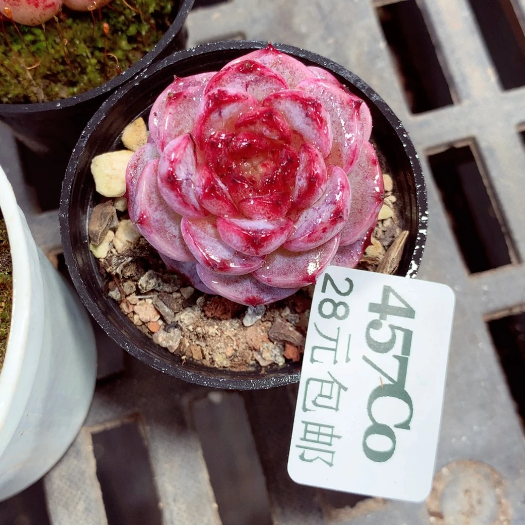 5厘米盆精控多肉457