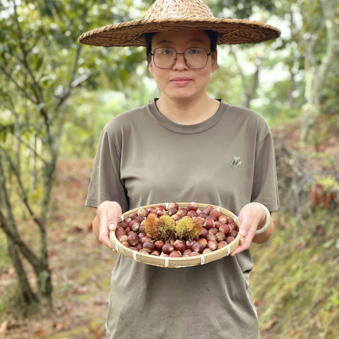 福建屏南 新鲜生锥栗 农家种植 高山锥栗 现摘现发 圆栗子