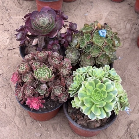 913多肉植物组合，