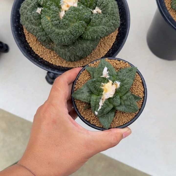 巴索的大型圆叶割尤哥斯拉