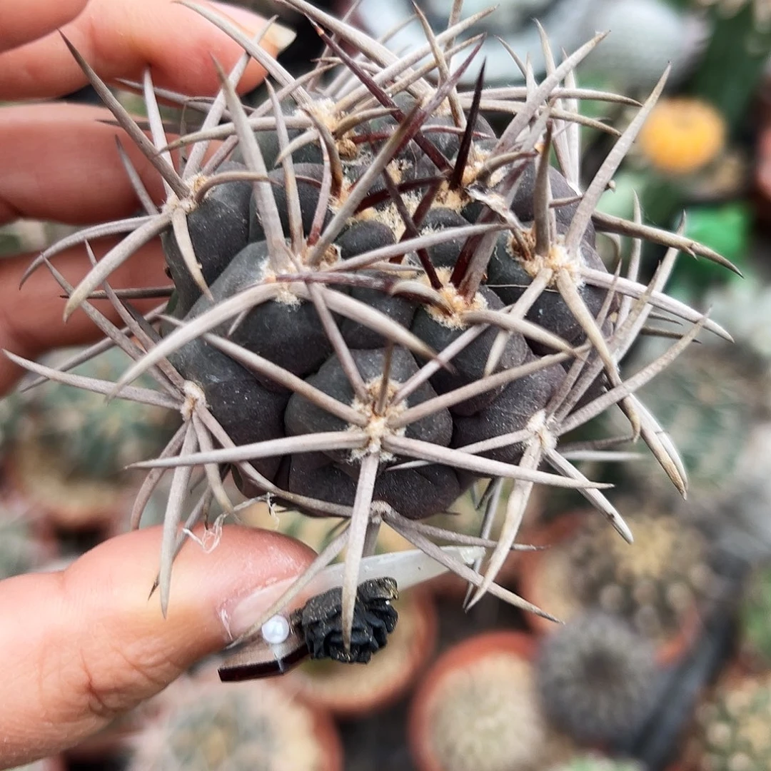 摩天龙有根仙人球6666666