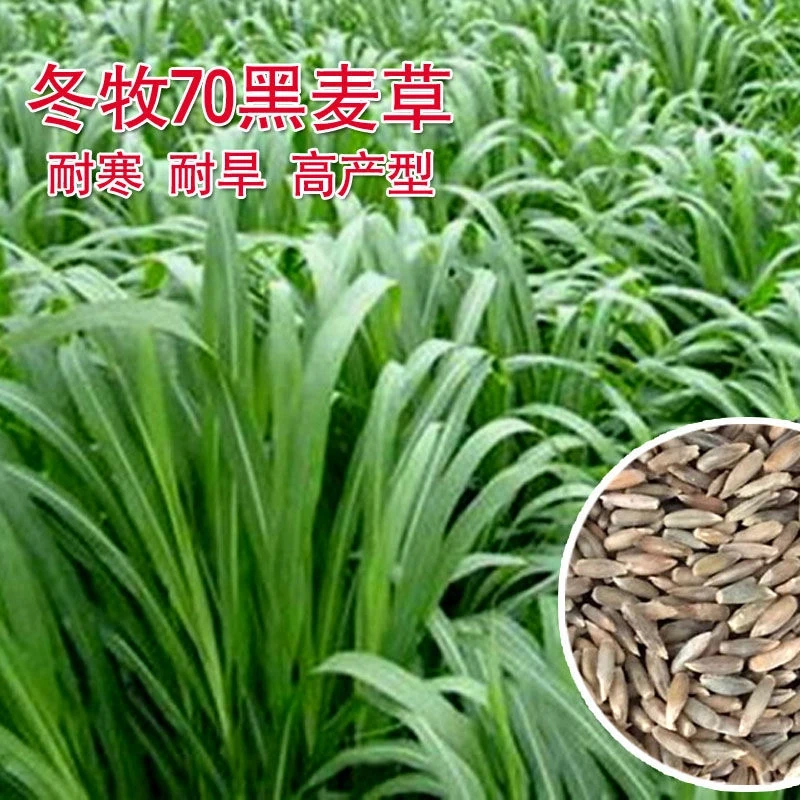 冬牧70黑麦草种籽养殖禽畜耐寒高产进口四倍体宽叶秋冬季牧草种子