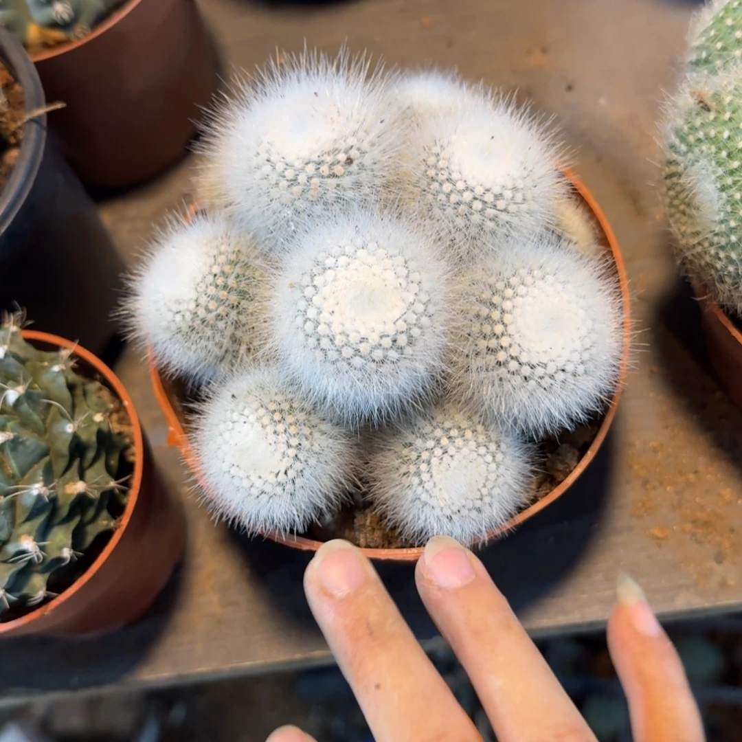 冰***式可口可乐可口可乐